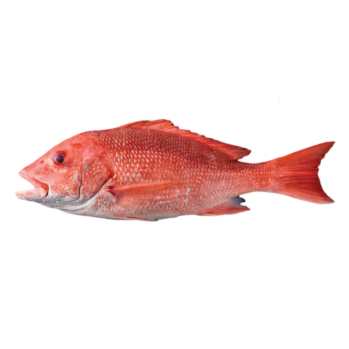 WHOLE SNAPPER